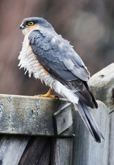 A Sparrow Hawk is sitting on a fence and waits for prey.