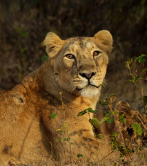Close Encounter with Lioness
