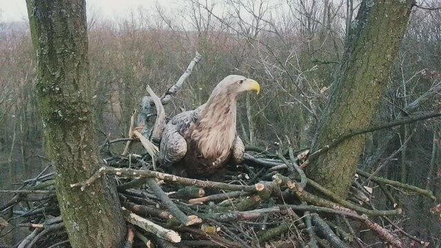 Close-up of the White-tailed Eagle Haliaeetus Albicilla watching in the nest