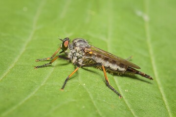 young Asilidae on a leaf