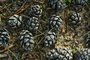 Scattered pinecones adorn forest floor, surrounded by greenery under natural light. Close-up view reveals earthy tones, texture of nature. Scene captures tranquility of woodland