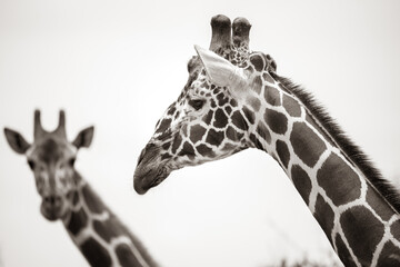 sepia portrait of 2 giraffes