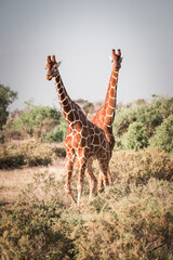 2 giraffes walking in the savannah, Kenya