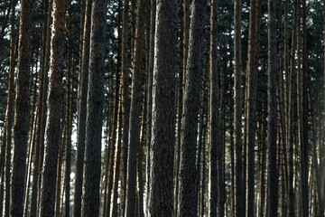 Dense forest showcases tall pine trees with rough bark. Sunlight filters, creating light and shadow play on trunks. Background fades into distance, adding depth. Mood exudes calmness