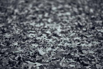 Fallen leaves blanket ground in serene autumn woodland; dry, withered foliage creates natural pattern in tranquil outdoor environment; grayscale image evokes calm mood