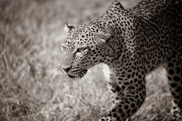 sepia portrait of a leopard in the kenyan savannah