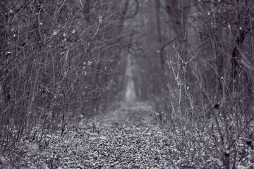 Mysterious path, dense bare trees, eerie silent atmosphere, monochrome tones, mood enhancement,...