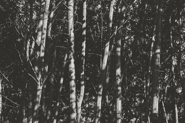 Black and white capture presents dense forest, showcasing intricate pattern of shadows on tree trunks. Stark contrasts between light and dark areas create eerie mood. Texture of bark