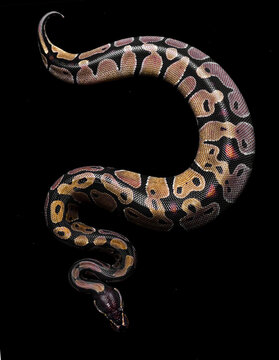 ball python