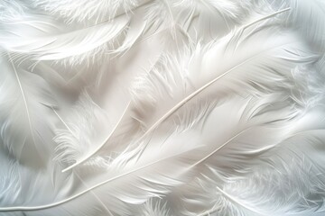 Fototapeta na wymiar Bright white feather texture