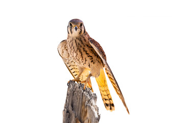 American Kestrel (Falco sparverius) High Resolution Photo, Perched on a Transparent PNG Background - 718177609