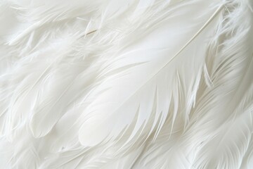 Bright white feather texture