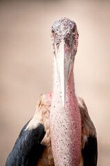 frontal portrait of a marabou stork