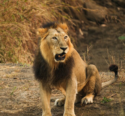 Roaring Lion