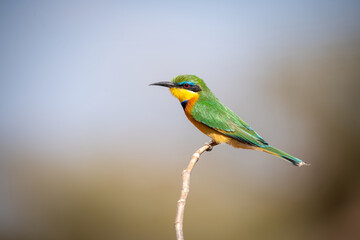 little bee-eater on a perch