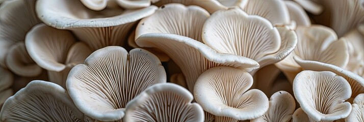 Oyster mushrooms macro photo from below - obrazy, fototapety, plakaty