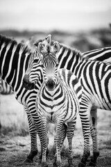 Fototapeta na wymiar black and white portrait of a baby zebra within the flock