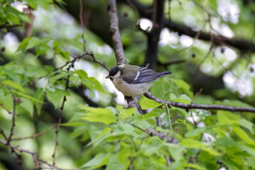 Juvenile Great tit (Parus major) sitting in a tree in Zurich, Switzerland
