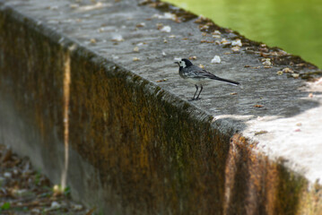 White wagtail (Motacilla alba) sitting on stone in Zurich, Switzerland