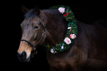 Bay horse wearing a Christmas wreath with a black background.