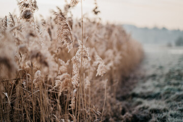 Neblige Winterstimmung auf einem Feld mit hohen Gräsern