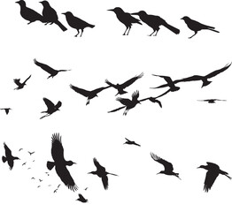 A flock of birds go up. Black silhouette on a white background.