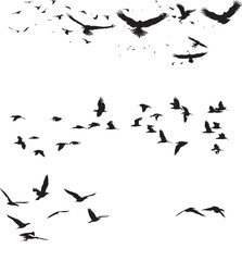 A flock of birds (pigeons) go up. Black silhouette on a white background.