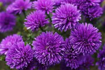 Purple Chrysanthemum. Flower head. Purple autumn Chrysanthemum. Autumn violet flowers. Chrysanthemums in autumn garden. Background for a beautiful greeting card. Valentine's Day. Drop of dew 