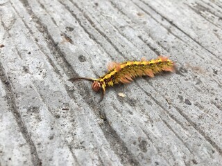 caterpillar