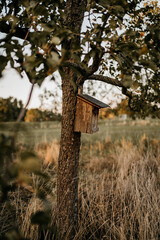 Sonnenuntergang auf einem Wunderschönen Feld mit Obstbäumen