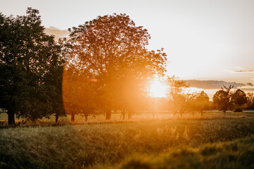 Sonnenuntergang auf einem Wunderschönen Feld mit Obstbäumen