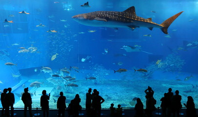 Fototapeta na wymiar sharks and fishes, aquarium, japan