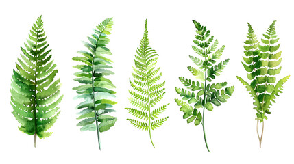 Fern watercolor collection isolat on white background