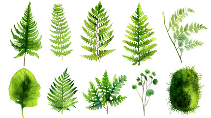 Fern watercolor collection isolat on white background - obrazy, fototapety, plakaty