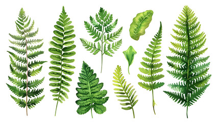 Fern watercolor collection isolat on white background - obrazy, fototapety, plakaty