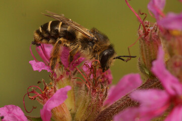 Colorful closeup on a female purple loosestrife bee, Melitta nigricans on it's host plant
