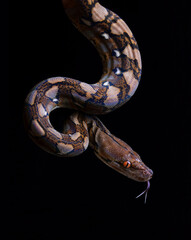 reticulated python