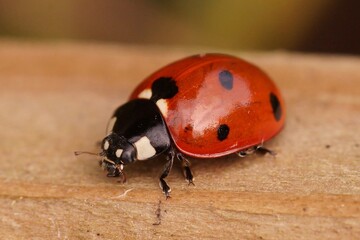 Closeup on a colorful red European seven-spot ladybird, Coccinella septempunctata in the garden