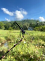 Dragonfly of sri lanka .
124 species of dragonfly.
andemic52