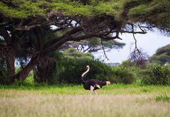 Struś afrykański w Parku Narodowym Amboseli Kenia - obrazy, fototapety, plakaty