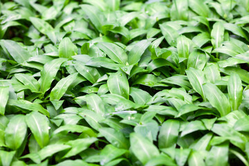 Wild garlic- Allium Ursinum - Ramson Field