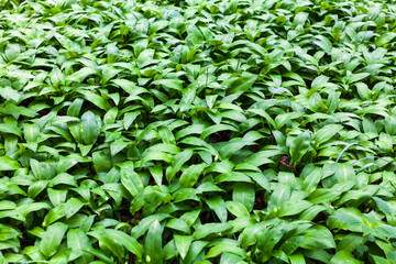 Wild garlic- Allium Ursinum - Ramson Field