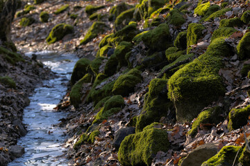 a frozen forest stream surrounded by moss-covered stones and dry leafs