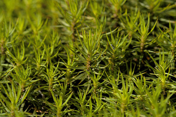 small green plants photographed from close up