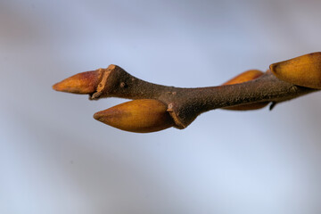 a small branch with buds taken from a close-up
