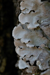 white lichen photographed cloe up