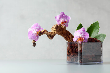 Orchid in a transparent pot with substrate.
