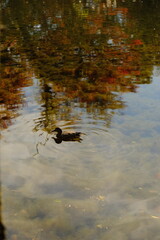 duck on the lake, reflection