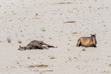 wild horses laying on sand in Naukluft desert, near Garub,  Namibia