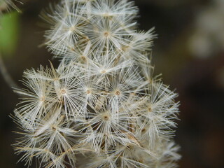 Macro shot of white and fluffy dandelions 